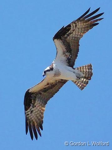 Osprey In Flight_DSCF00569.jpg - Osprey (Pandion haliaetus) photographed at Smiths Falls, Ontario, Canada.